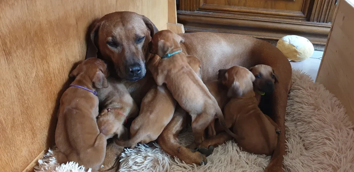 Rhodesian Ridgeback opvoeding: Trainingstips voor beginners