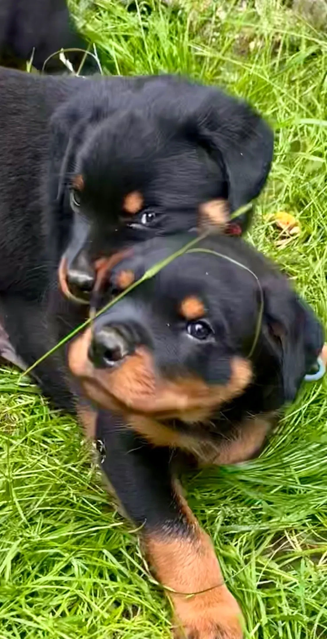 Rottweiler vs Dobermann: Hvilken hunderace passer til dig?