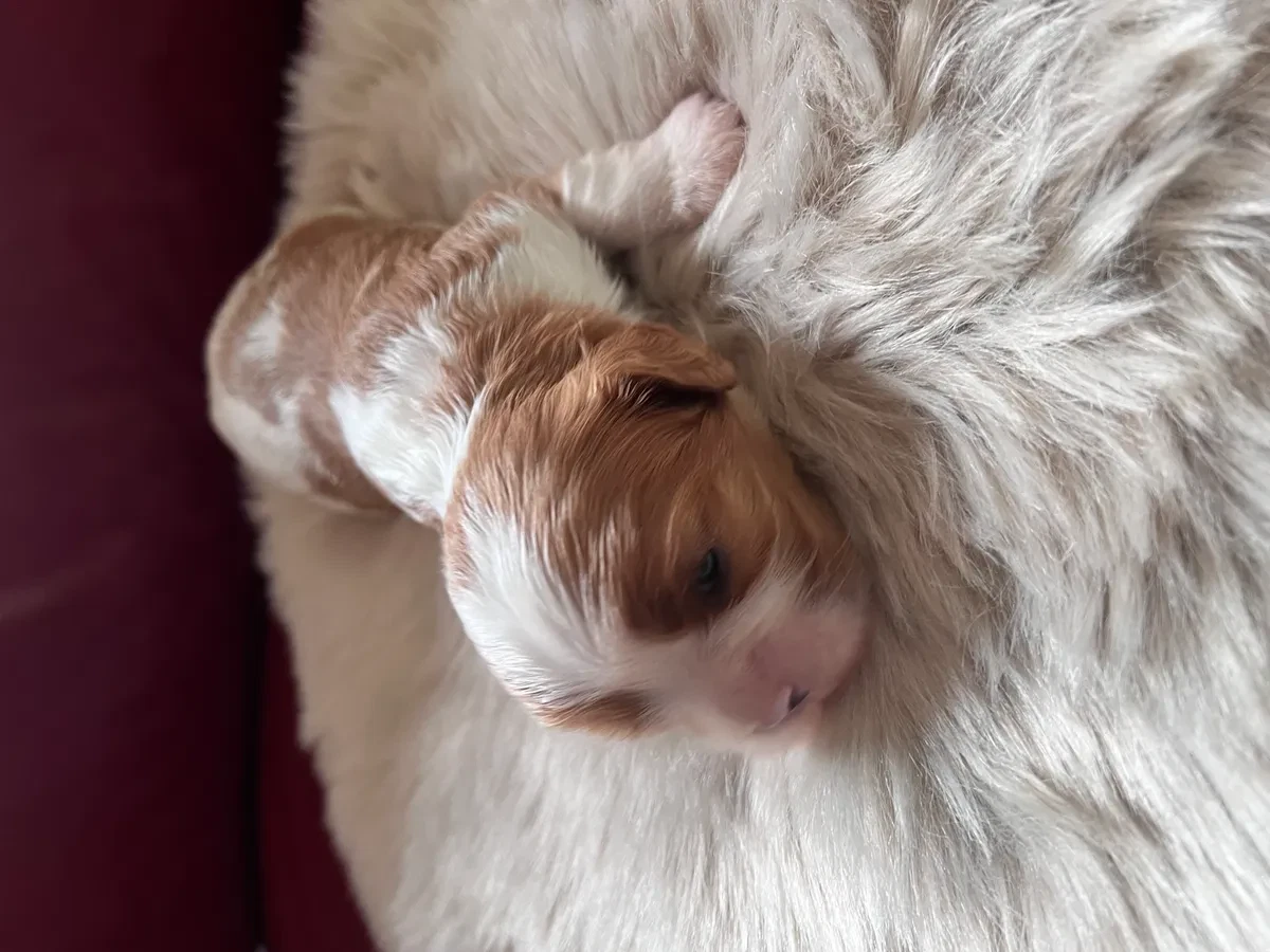 Educación del Cavalier King Charles Spaniel: Guía práctica