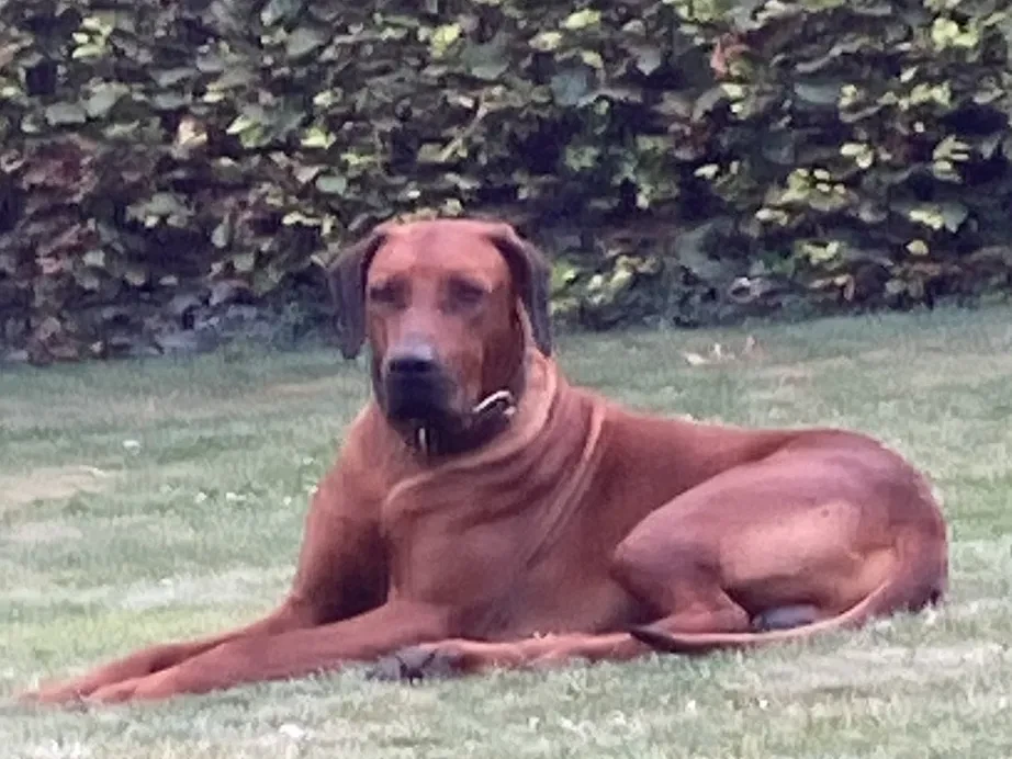 Magyar Vizsla vs Weimaraner: Hvilken hund passer til dig?