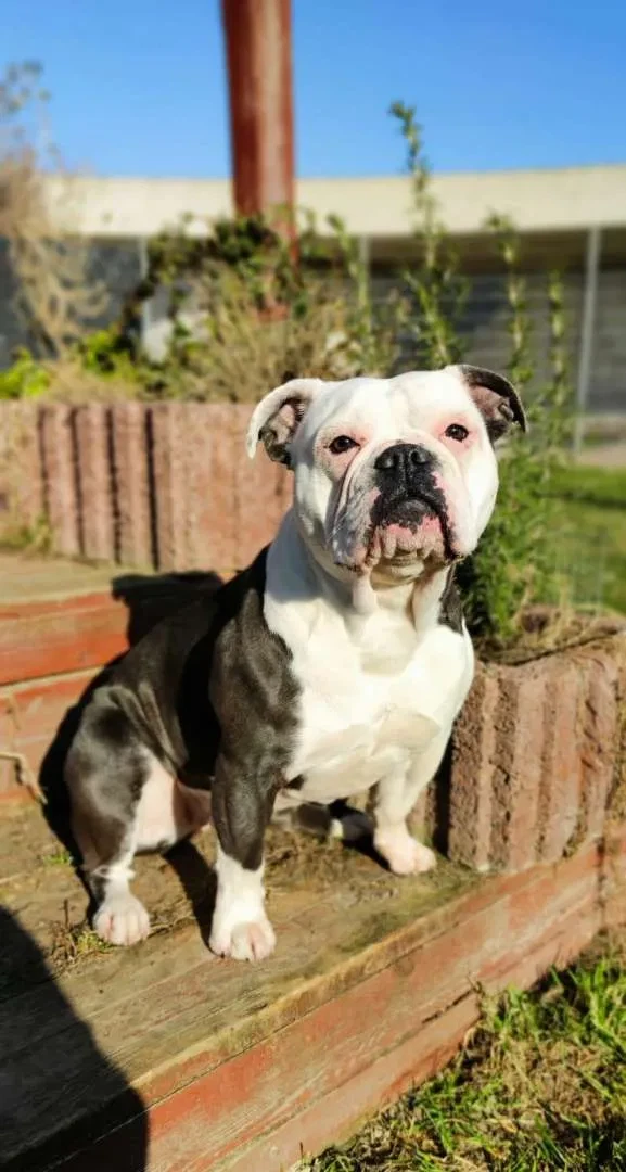 Old English Bulldog uit het asiel adopteren: Tips & Info