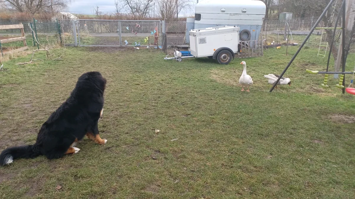 Berner Sennen uit asiel adopteren: ervaringen & tips