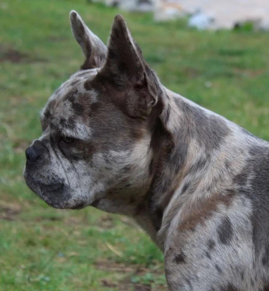 Franse Bulldog adopteren uit het asiel: Ervaringen & Tips