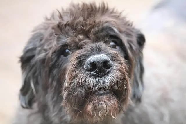 Bouvier des Flandres