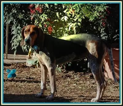 Bluetick Coonhound