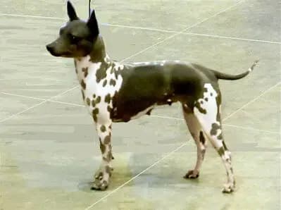American Hairless Terrier