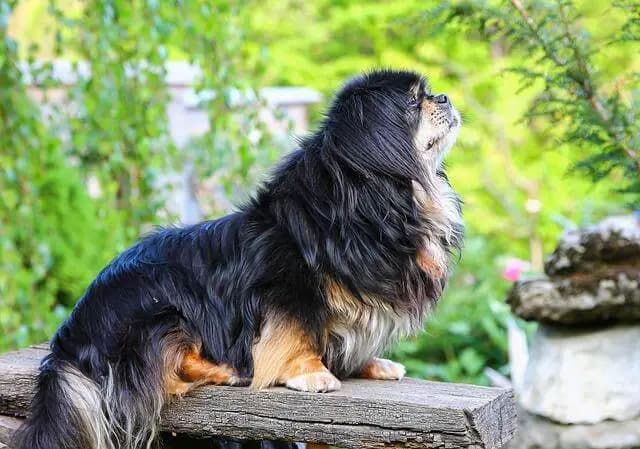 Tibet Spaniel