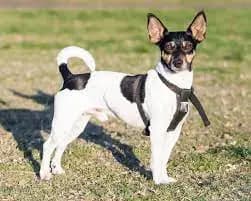 Teddy Roosevelt Terrier