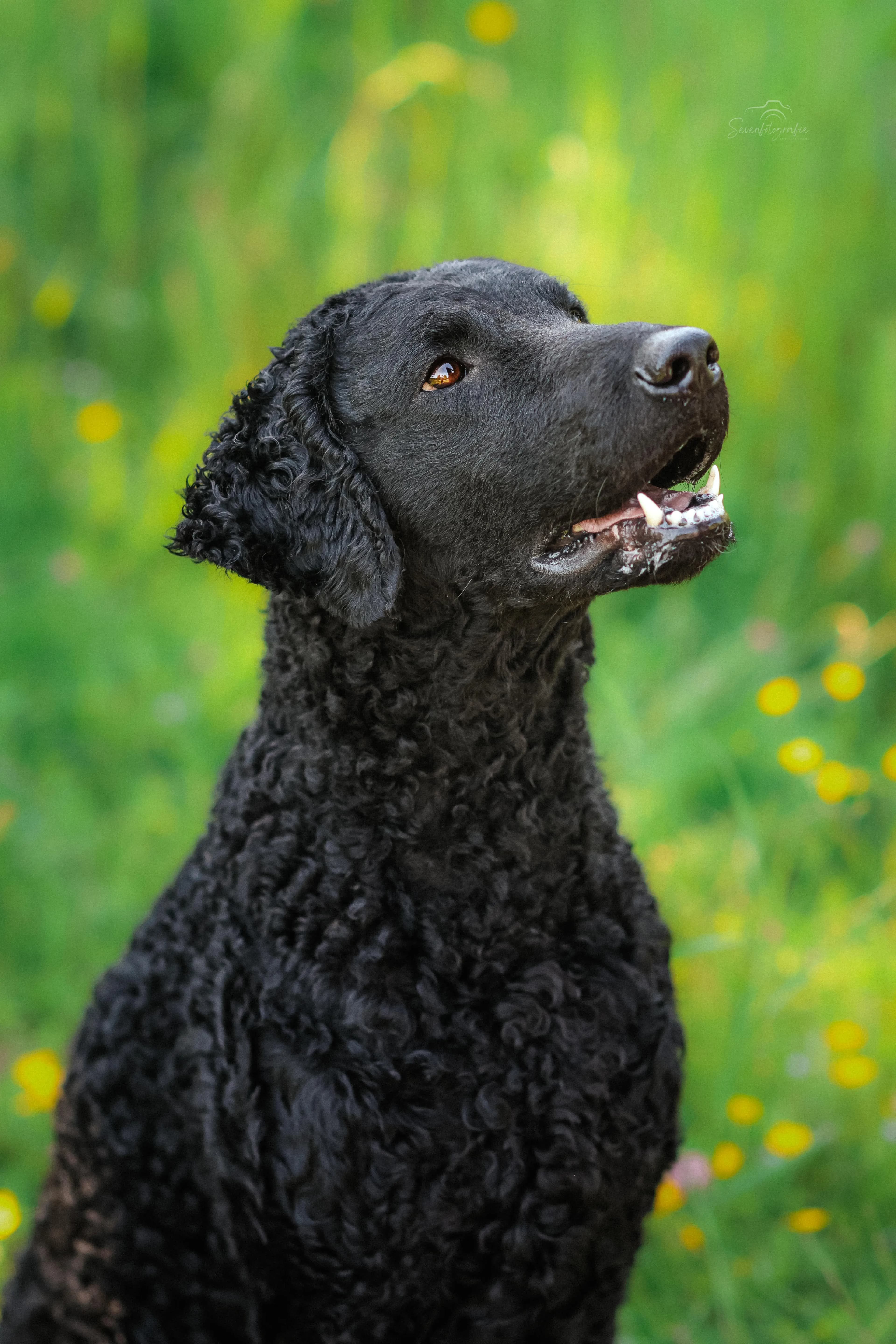 Curly Coated Retriever