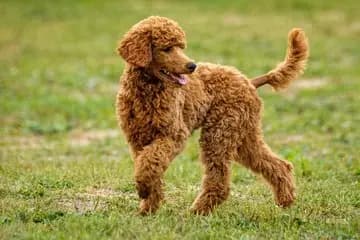 Irischer Wasserspaniel