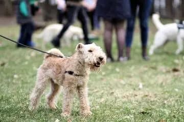 Sealyham Terrier
