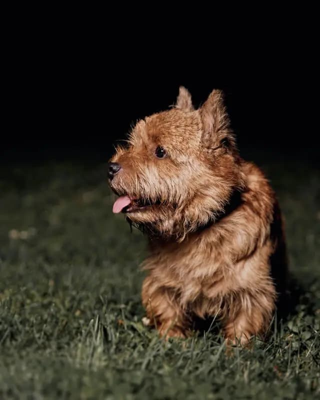Norwich Terrier