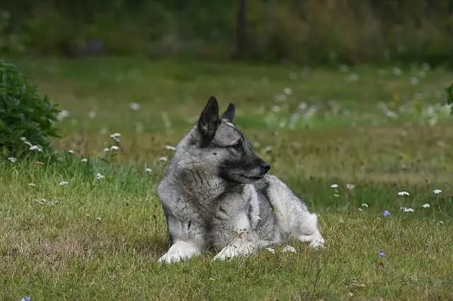 Norwegischer Elchhund (grau)