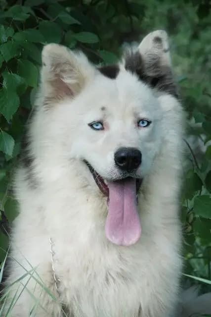 Yakutskaya Laika