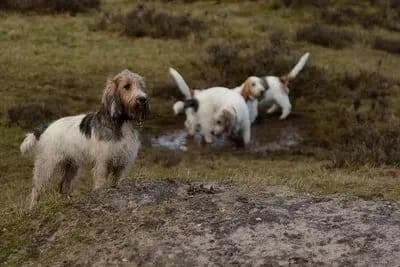 Petit Basset Griffon Vendeen