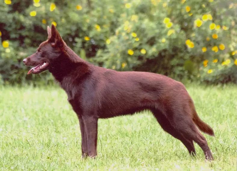Working Kelpie