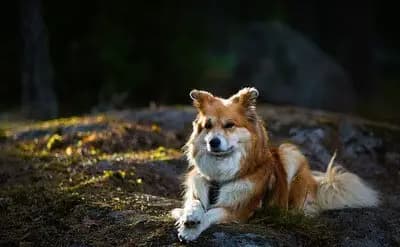 Islandhund