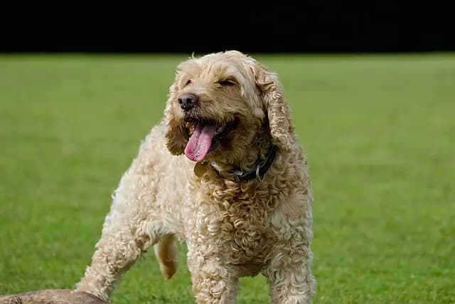 Cockapoo