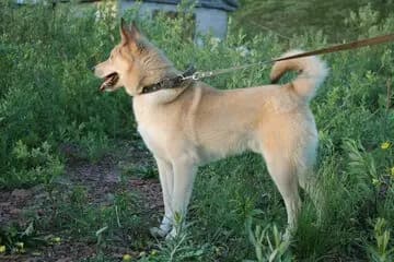 Norwegischer Buhund