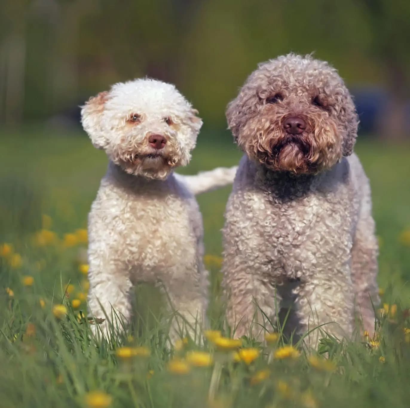 Lagotto Romagnolo
