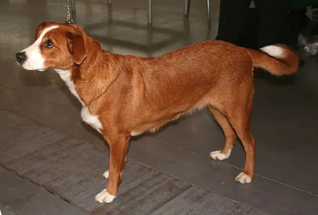 Österreichischer Pinscher