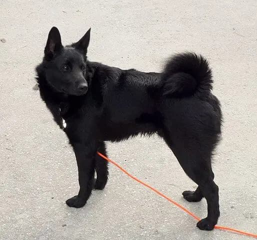 Norwegischer Elchhund (schwarz)