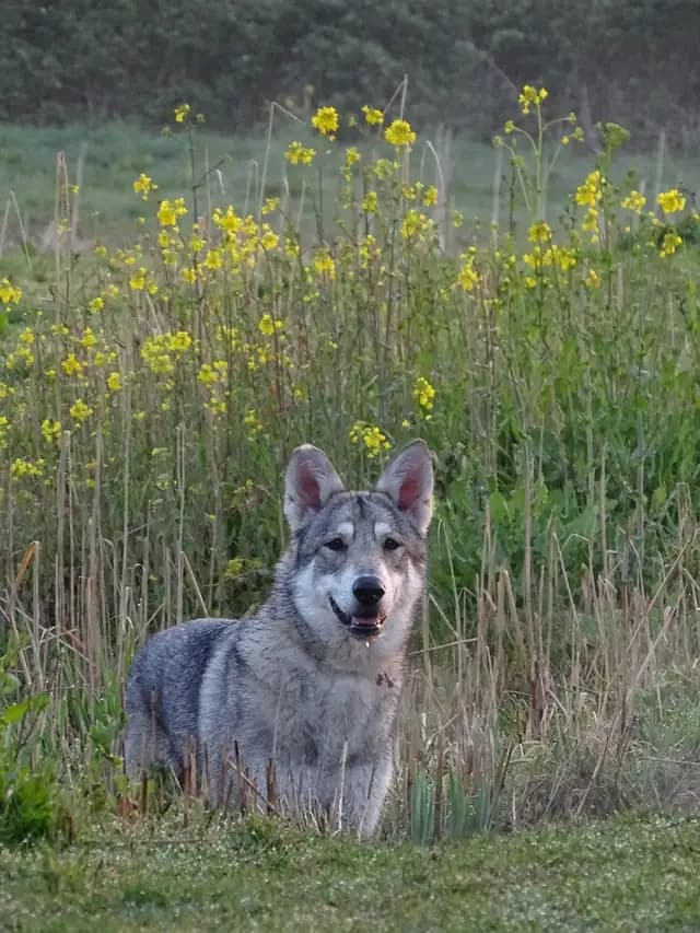 Saarloos Wolfhond
