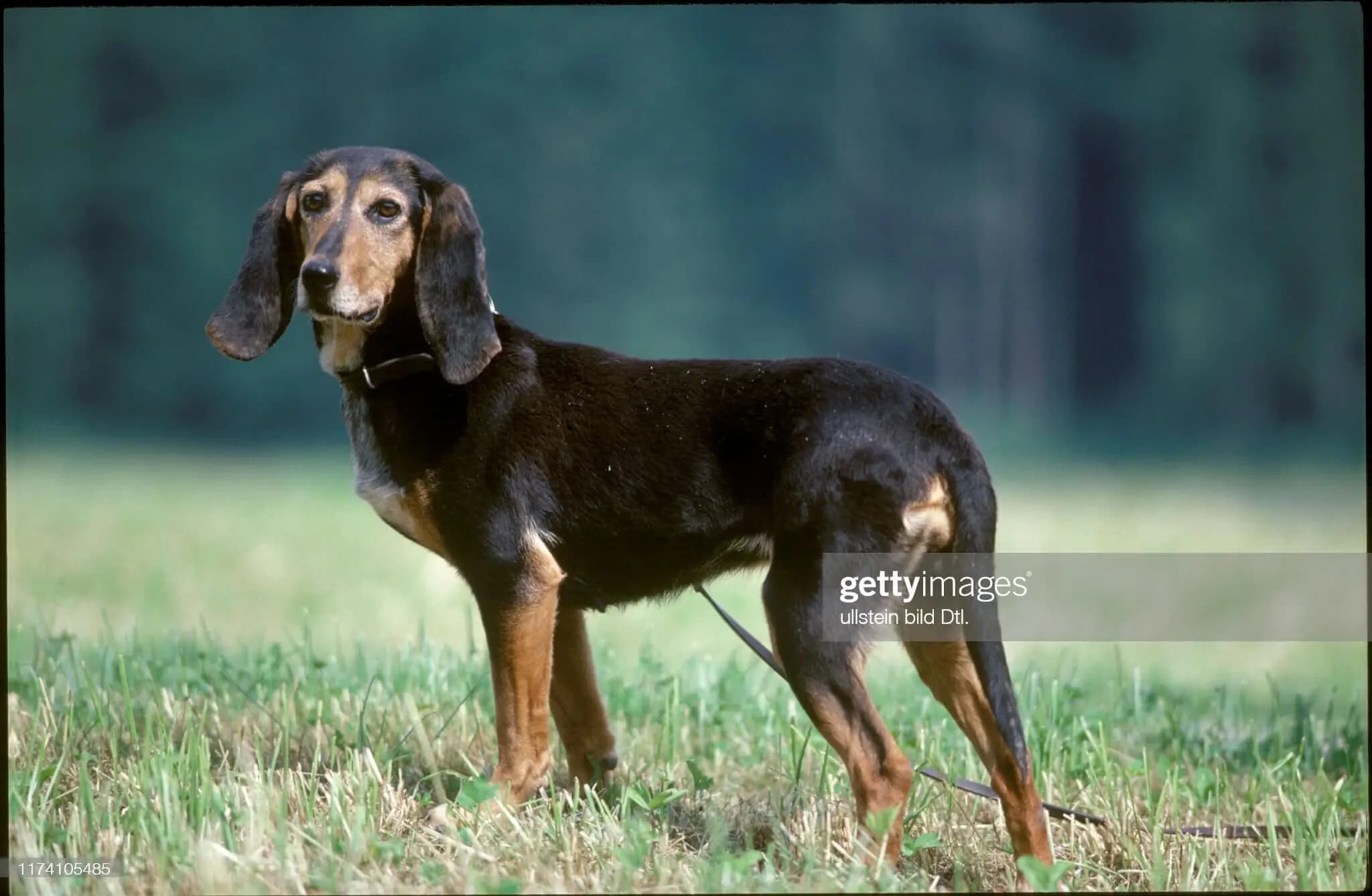 Jura Niederlaufhund