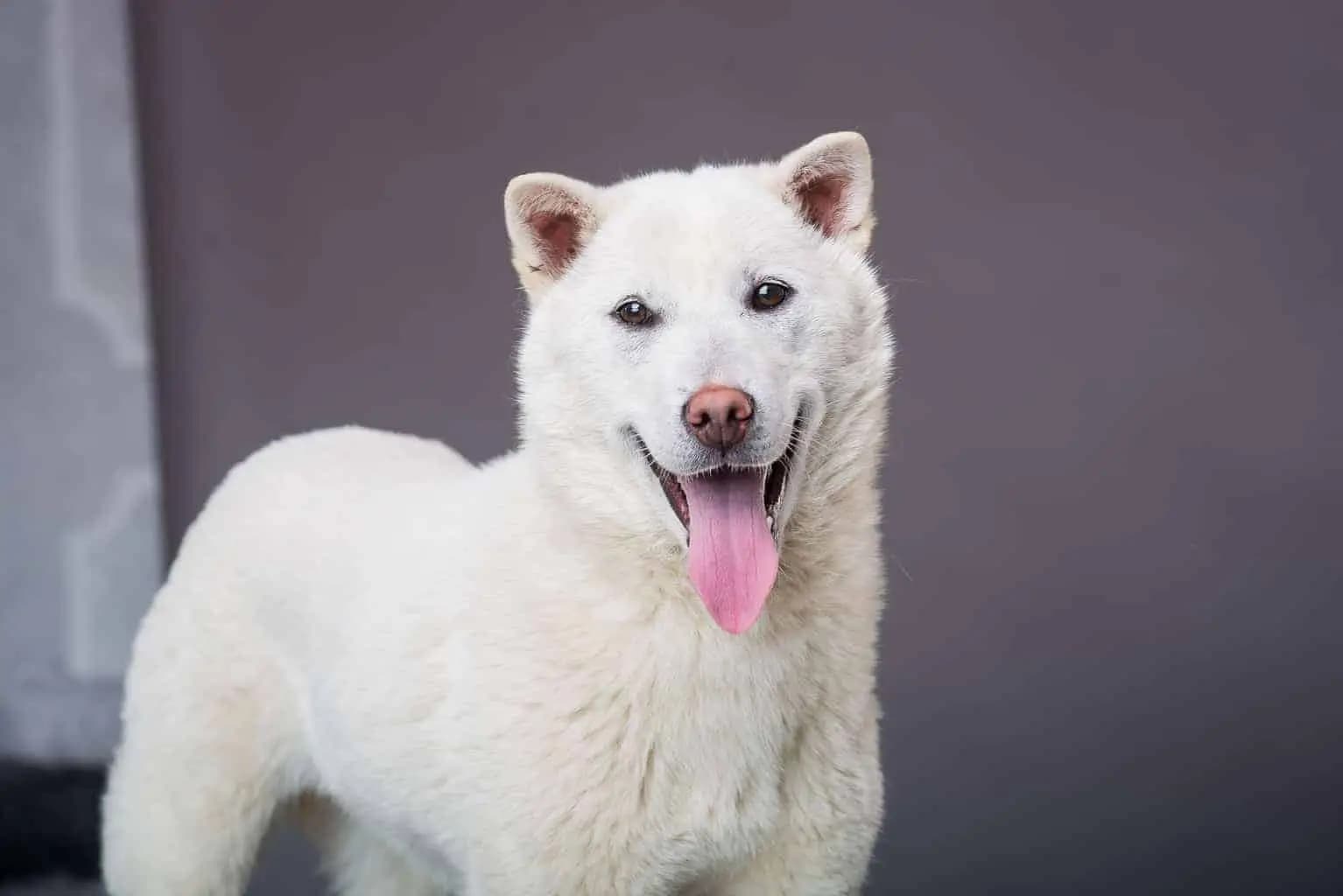 Kishu
