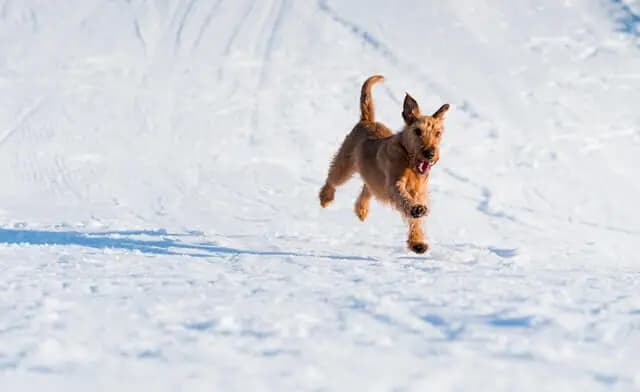 Irish Soft Coated Wheaten Terrier