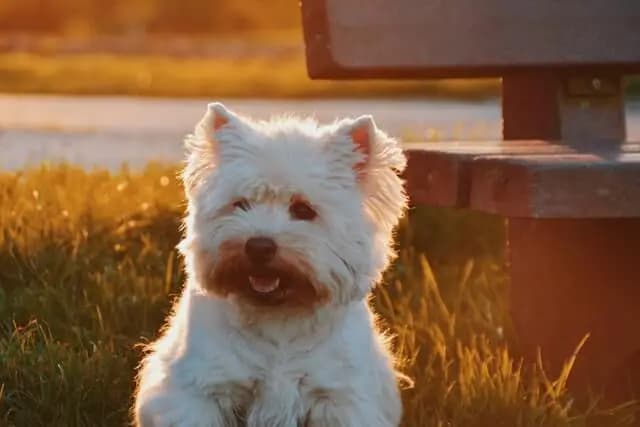 Cairn Terrier