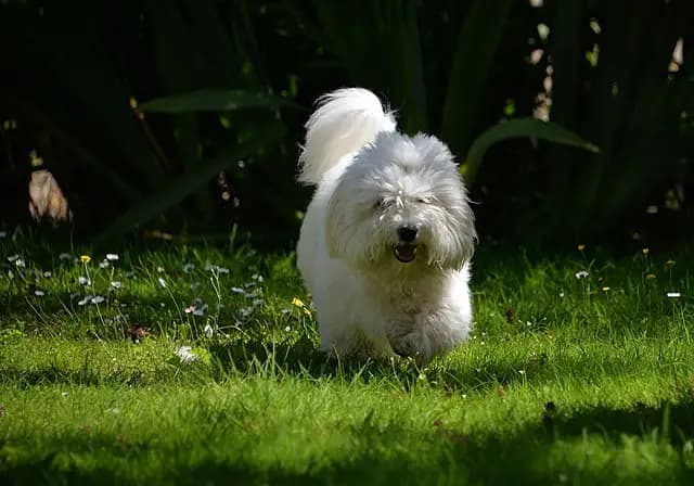 Coton de Tulear breed