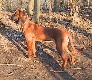 Bayerischer Gebirgsschweisshund