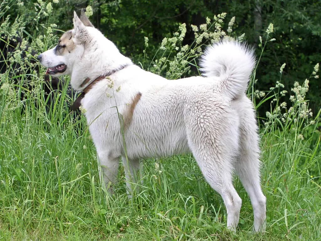 Laika (westsibirisch)