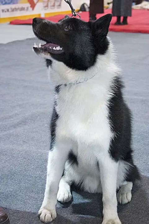 Laika (Russisch-europäisch)
