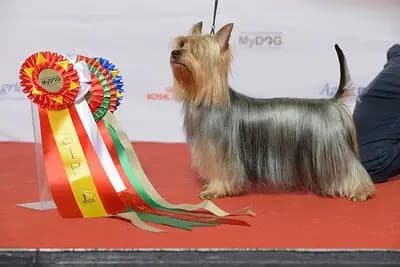 Australian Silky Terrier