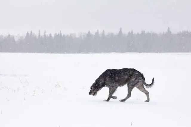 Irish Wolfhound breed