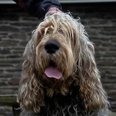 Otterhund
