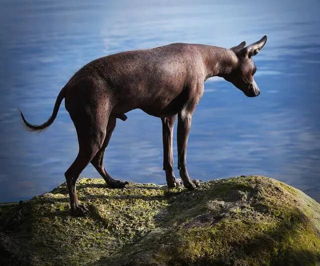 Xoloitzcuintle