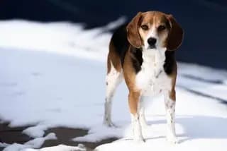 English Foxhound