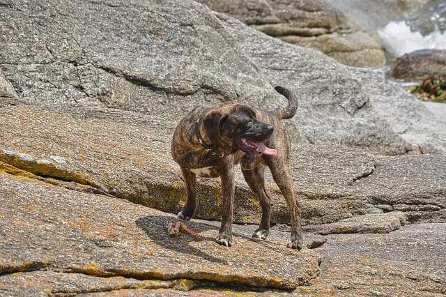 Plott Hound
