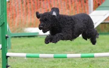 Pumi