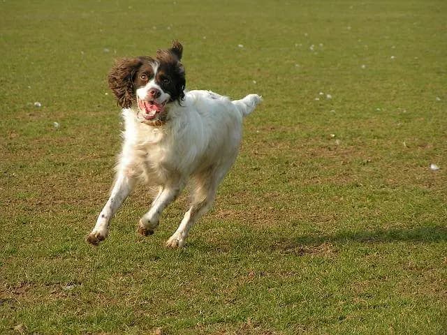 Irish Red and White Setter