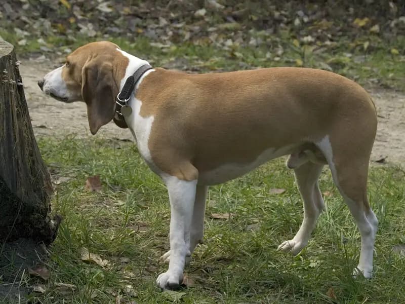 Schweizer Niederlaufhund (Schwyzer Niederlaufhund)