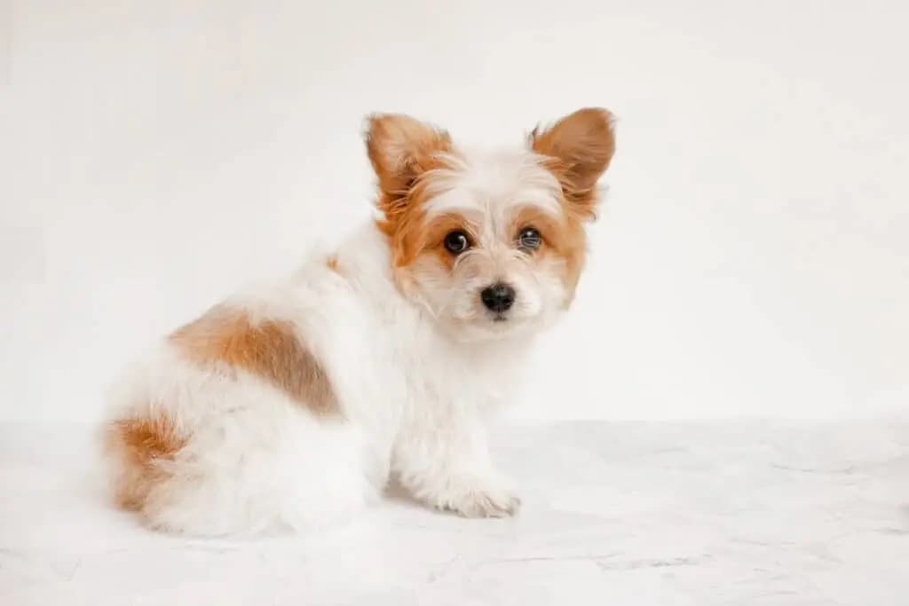 Malchi (Malteser x Chihuahua)