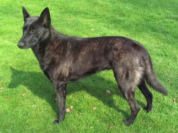 Holländischer Schäferhund (Kurzhaar)
