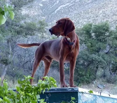 Redbone Coonhound