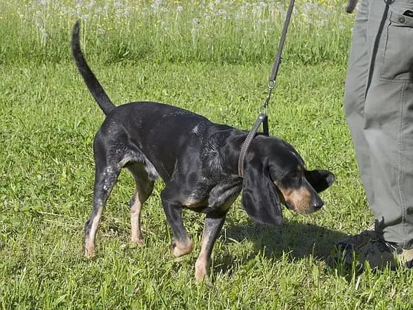 Luzerner Niederlaufhund