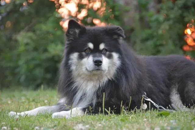 Finnischer Lapphund (Suomenlapinkoira)