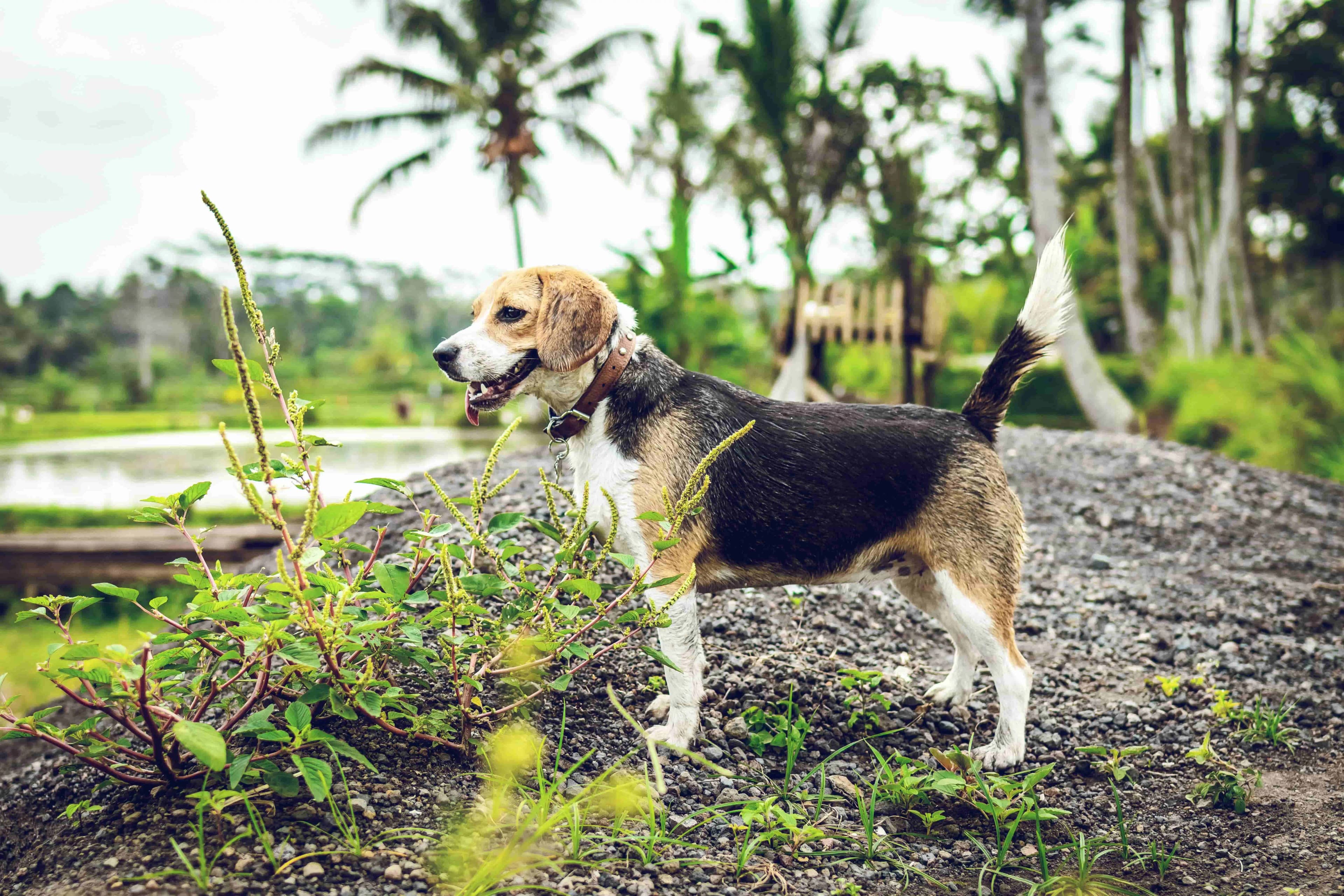 Beagle